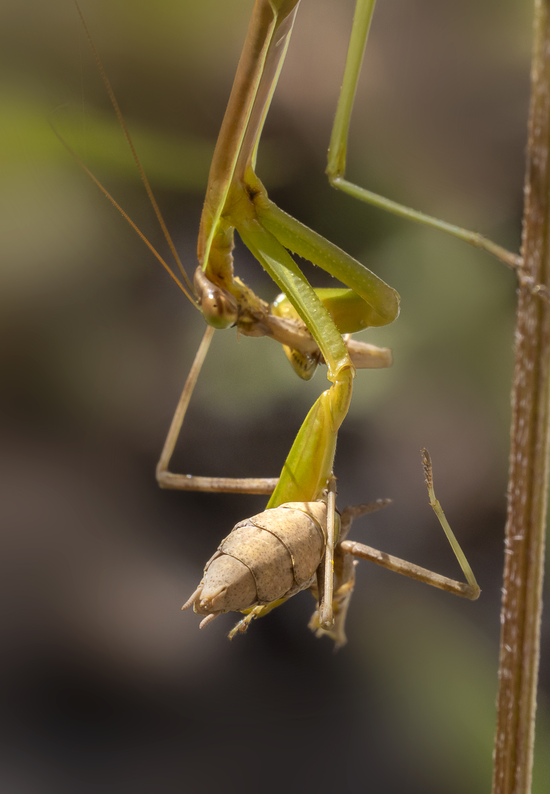 Praying_Mantis_yrd_v2_9_19_150mm_76A6080