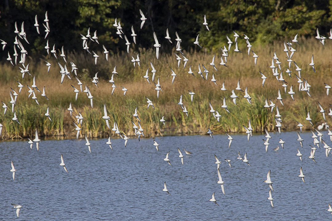 Semipalmated_Sandpipers_v1_BH_9_19_600mm_76A9690