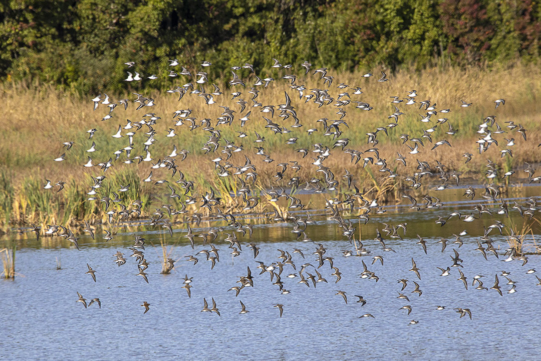 Semipalmated_Sandpipers_v1_BH_9_19_600mm_76A9693