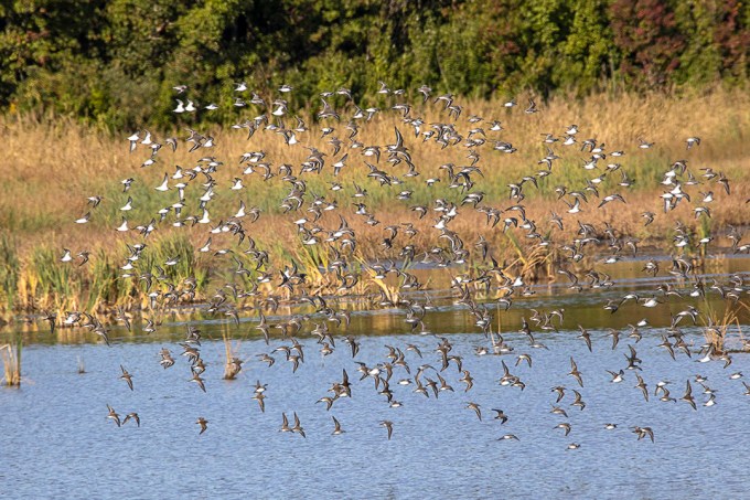 Semipalmated_Sandpipers_v1_BH_9_19_600mm_76A9693