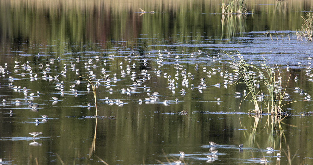 Semipalmated_Sandpipers_v1_BH_9_19_600mm_76A9713