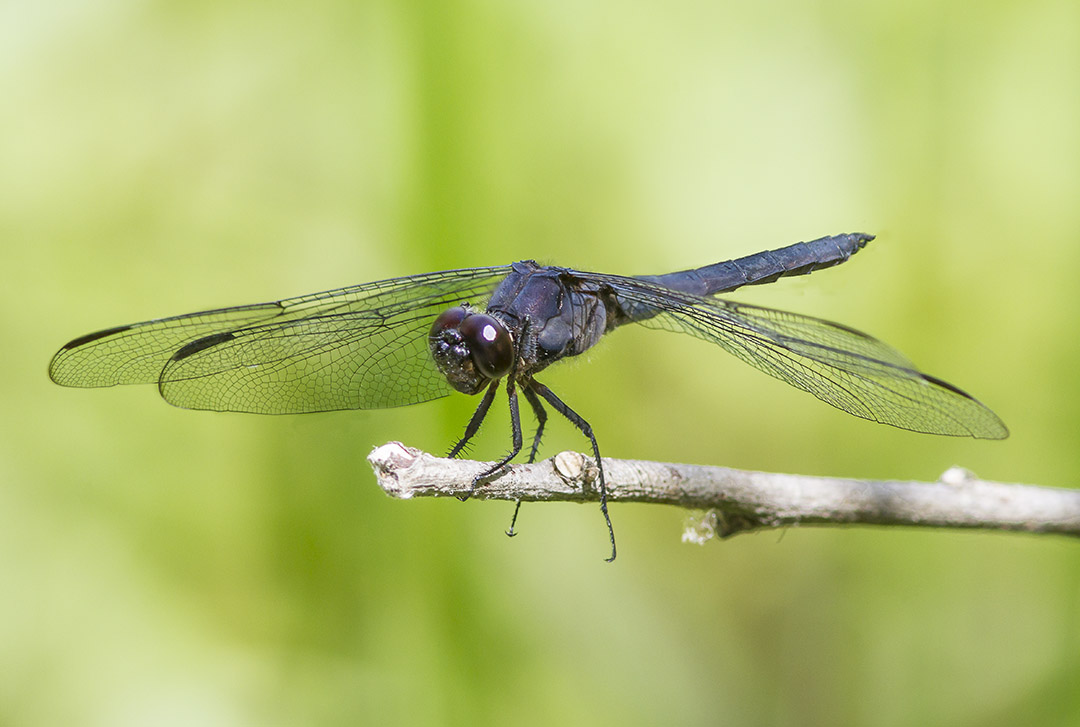 Slaty Blue Dragonfly v1 3 img stack