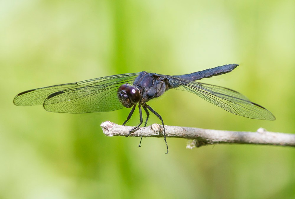 Slaty Blue Dragonfly v1 3 img stack