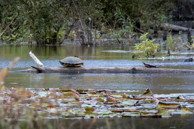 Turtle_Guardians_v2_DM_9_19_76A8196