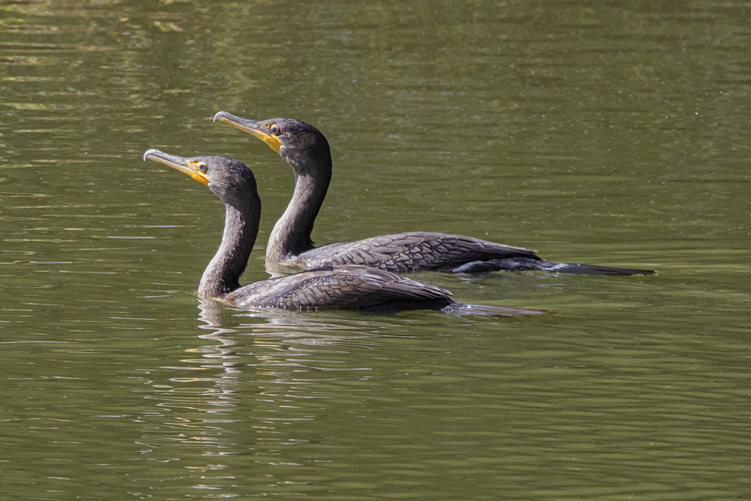 Cormorants_v1_RP_76A8467
