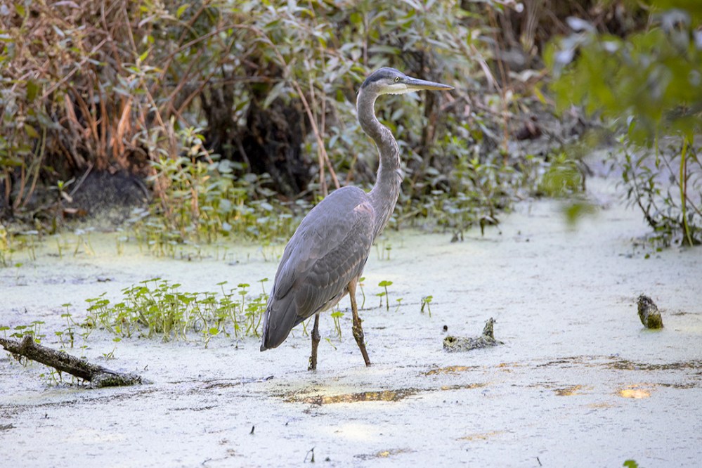 GBH_v1_BH_9_19_150mm_76A0324