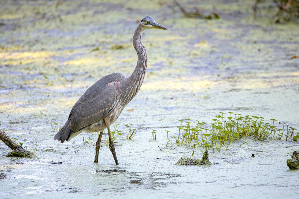 GBH_v1_BH_9_19_76A0271