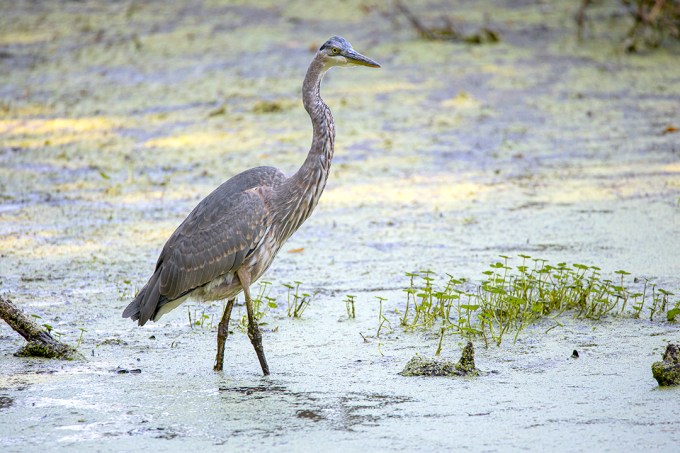 GBH_v1_BH_9_19_76A0271