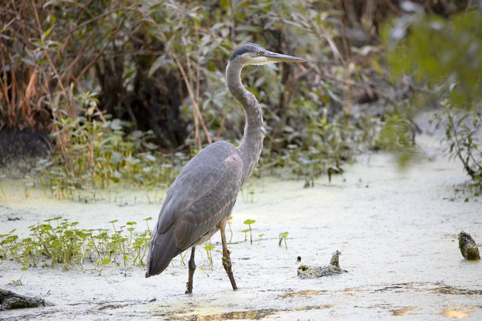 GBH_v1_BH_9_19_76A0334