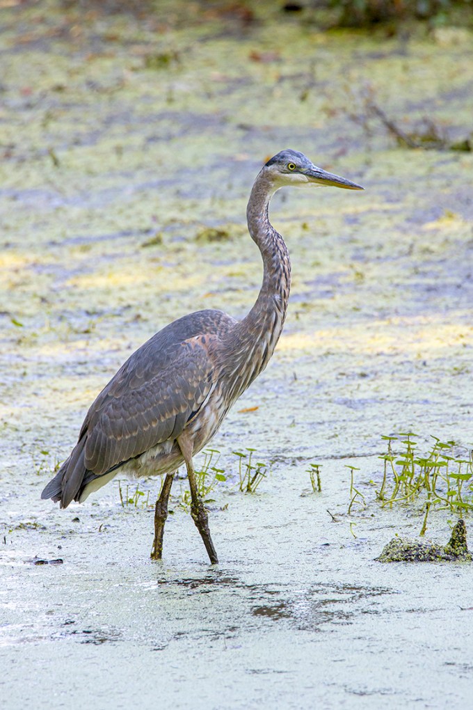 GBH_v2_BH_9_19_76A0289