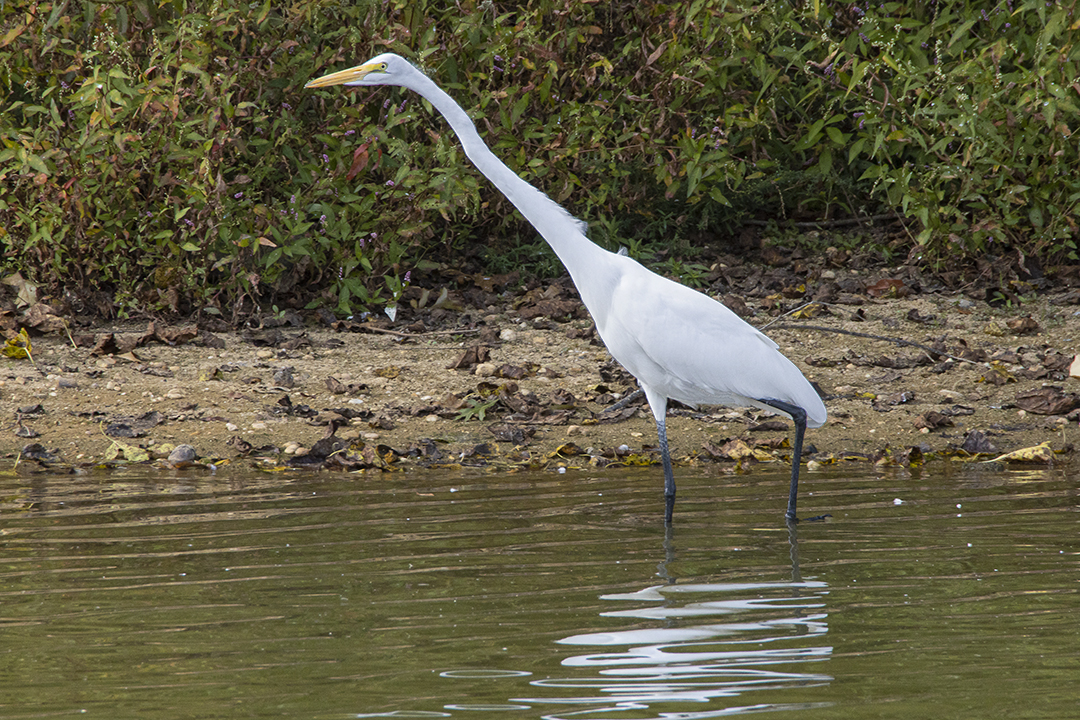 GE_1200mm v3_RP_76A8524