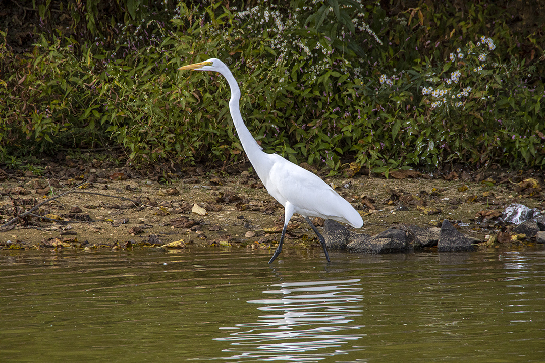 GE_v1_RP_1200mm_76A8521