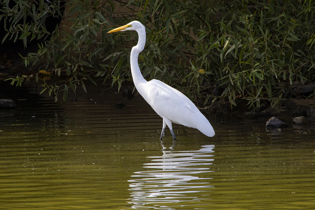 GE_v2_RP_9_19_76A8507