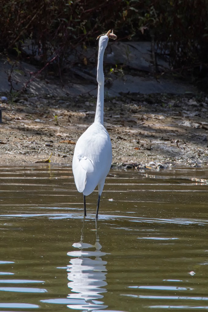 GE_w_Fish_v2_RP_1200mm_76A8862