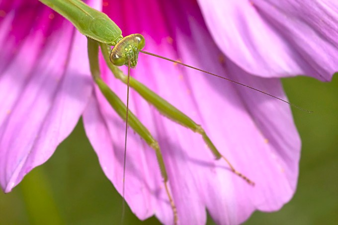 Praying Mantis_v4_150mm_76A3412
