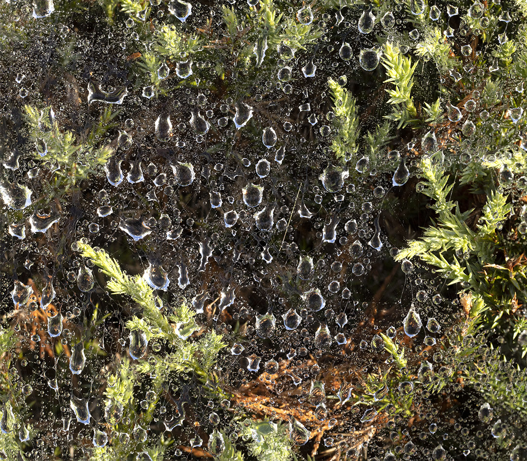 Raindrops_v1_2img pano 2