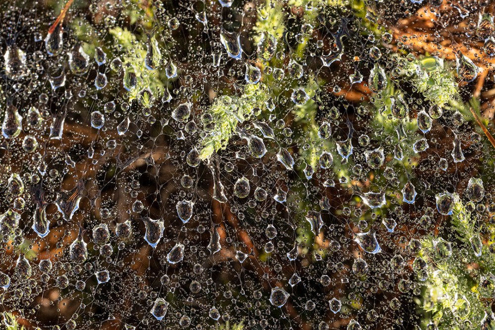 Raindrops_v1_76A0462