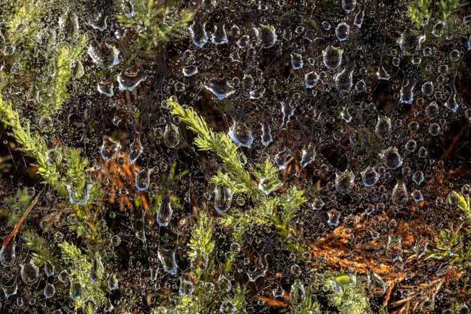 Raindrops_v1_76A0497