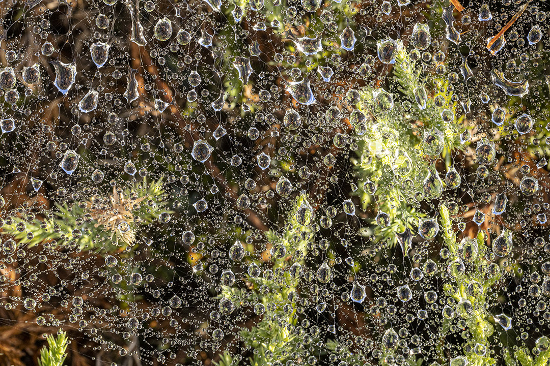 Raindrops_v1_76A0504