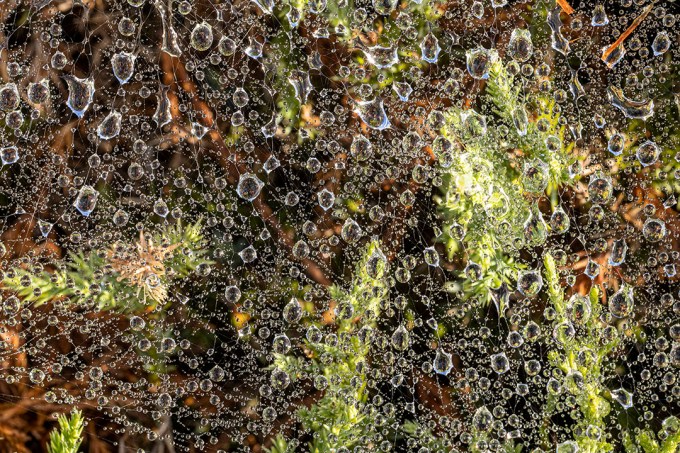 Raindrops_v1_76A0504