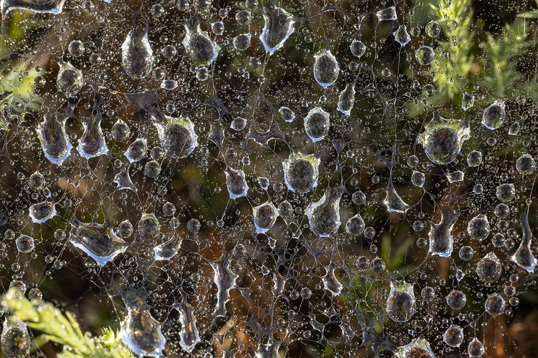 Raindrops_v1_76A0522