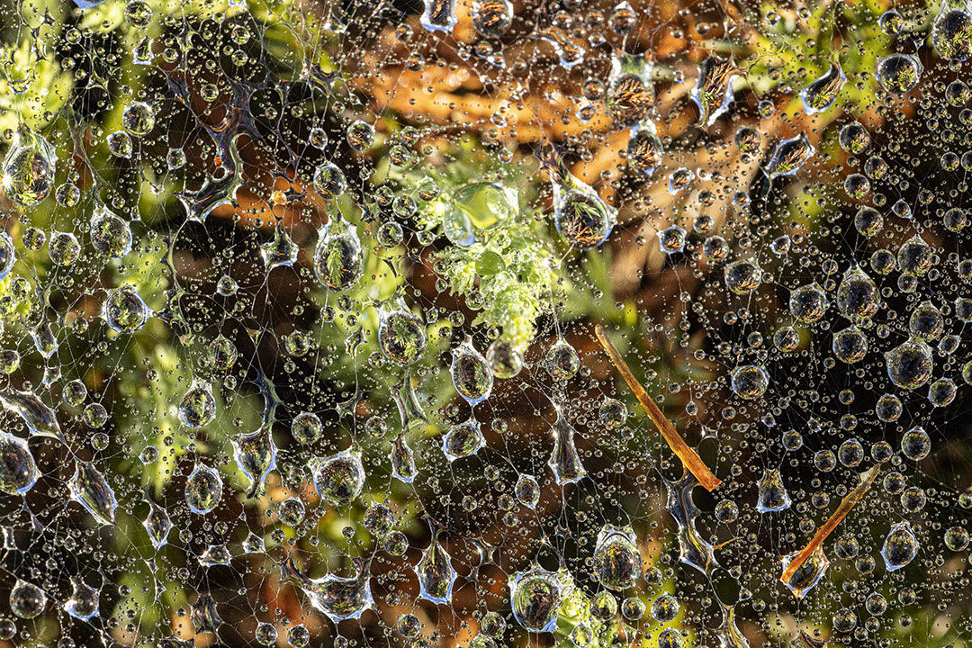 Raindrops_v1_76A0542