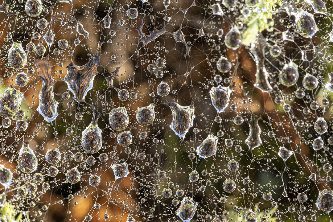 Raindrops_v1_76A0547