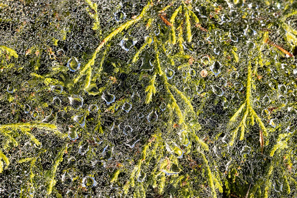 Raindrops_v1_76A0580