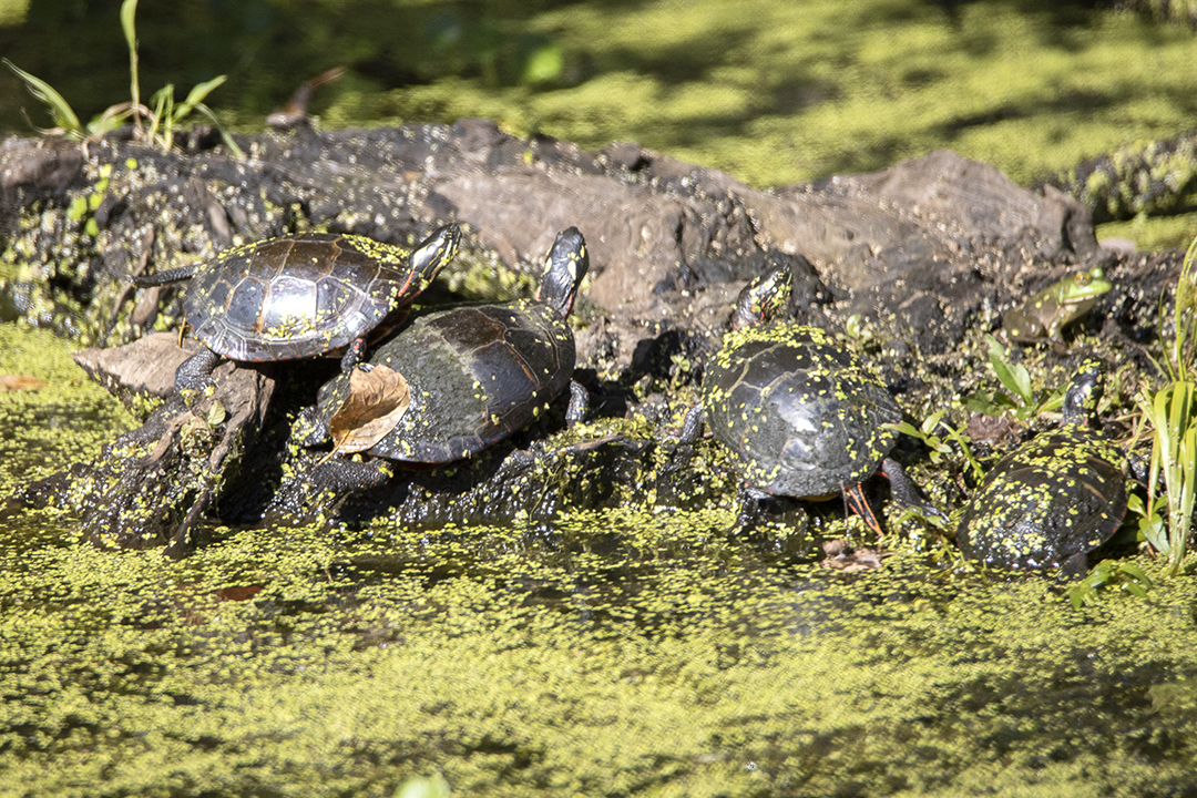 Turtles_BH_Finis_Pool_v1_600mm_76A0352