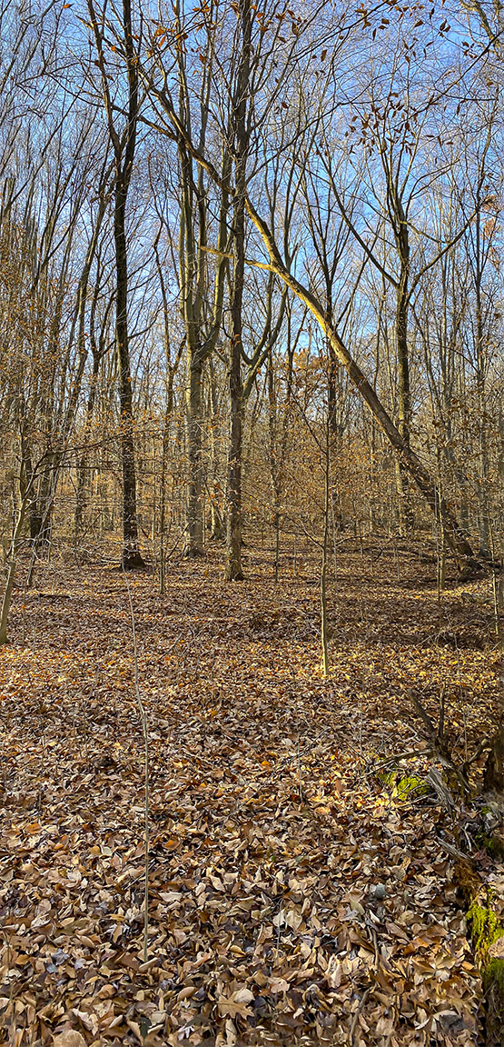 DM_11_19_4_3mm_16x9_2 img pano_v1