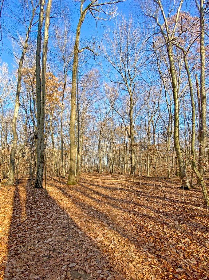 DM_1_5mm_v1_IMG_1025