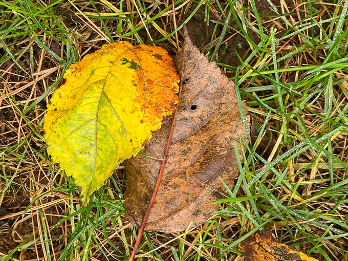 Leaves_v1_IP11_4_3mm_52mmFF_IMG_0878