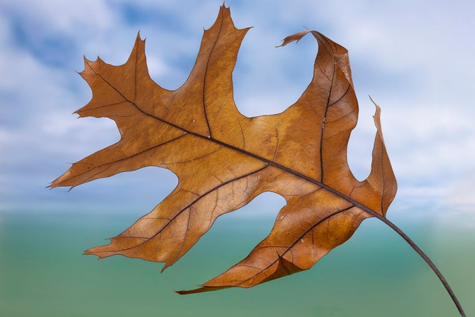 Oak_Leaf_8img stk_f8