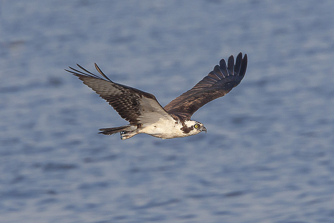 Osprey _v1_BWR_MA_9261