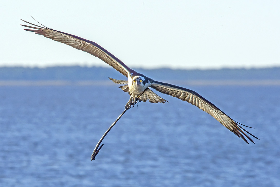 Osprey v1 BWR_MA_0663