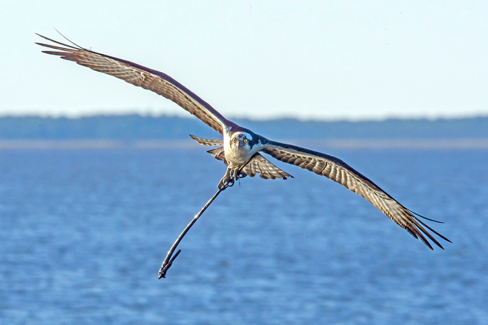 Osprey v1 BWR_MA_0663