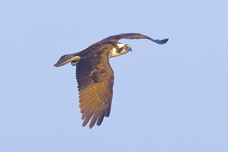 Osprey v1_BWR_MA_9190