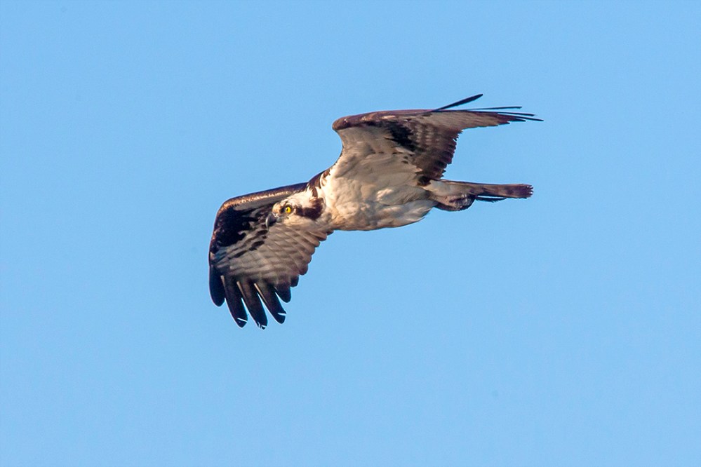 Osprey v2_BWR_MA_1135 copy