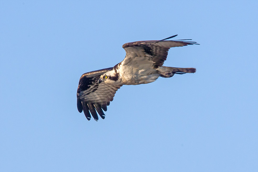 Osprey v2_BWR_MA_1135