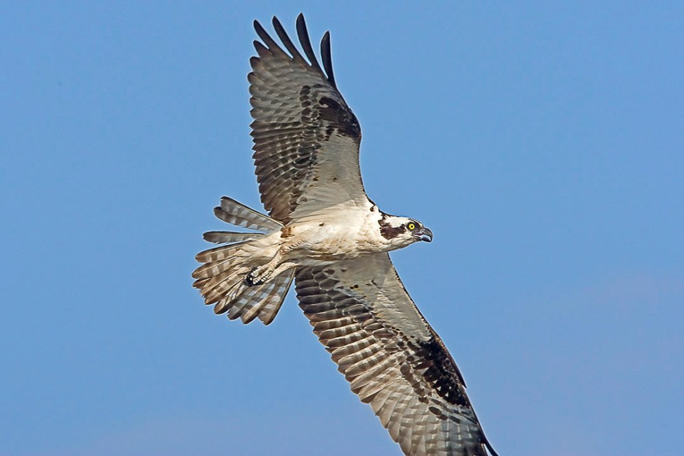 Osprey_Flt_v1_MA_9127