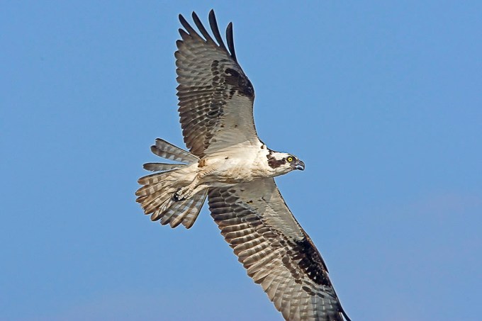 Osprey_Flt_v1_MA_9127