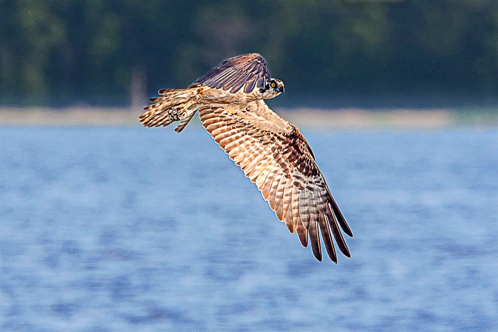 Osprey_v4_Bwr_MA_9277