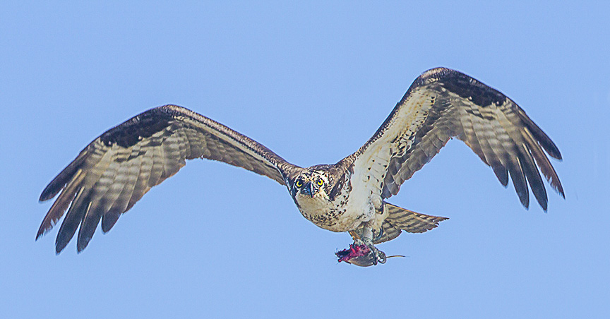 Osprey_w_lunch v3 Brig_MG_5903