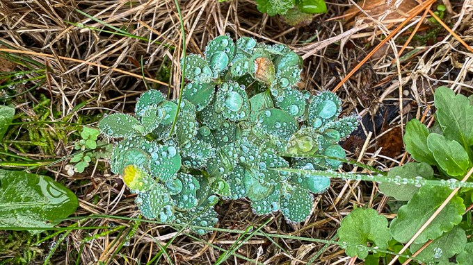 RainDrops_IP11_4_3mm_52mmFF_v1IMG_0861