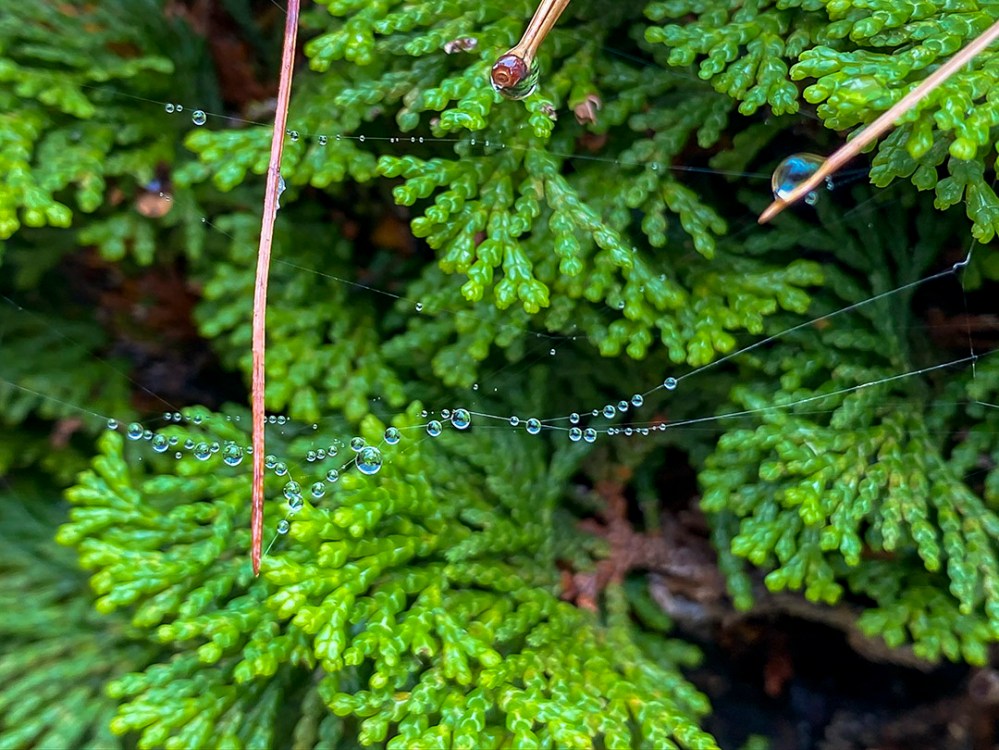 RainDrops_v1_IP11_4_3mm_52mmFF_IMG_0852