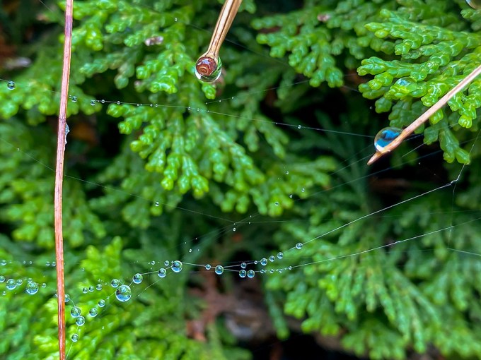 RainDrops_v1_IP11_4_3mm_52mmFF_IMG_0859