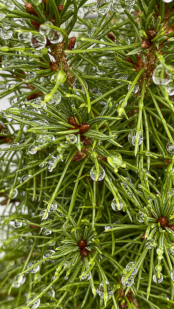 RainDrops_v1_iP11_4_3mm_52mmFF_IMG_0871