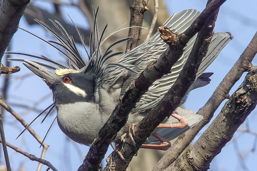 Yel_Crwn_NH_v1_Y9F0300