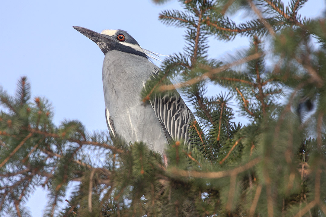 Yel_Crwn_NH_v1_Y9F9741