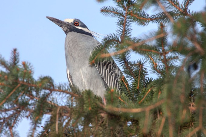 Yel_Crwn_NH_v1_Y9F9741